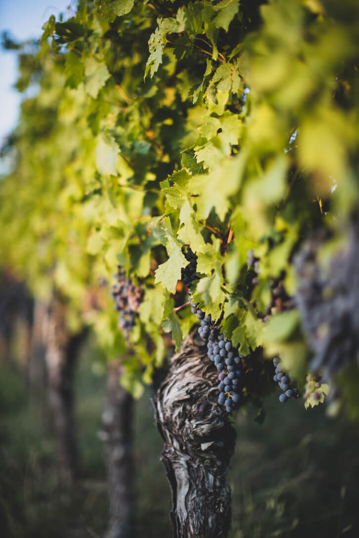 Terres et vignobles vins